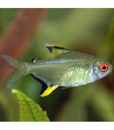 Tetra Limón | Peces de Acuario | Acuario Plantado