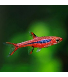 Lote 5x Mosquito Rasbora