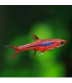 Lote 5x Mosquito Rasbora