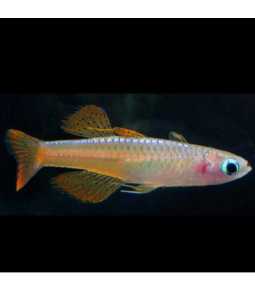 Pez de acuario Ojo de Lámpara