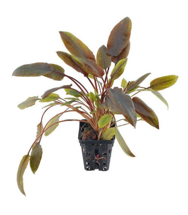 Cryptocoryne Wendtii Red | Plantas de acuario| Acuario Plantado