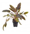 Cryptocoryne wendtii red