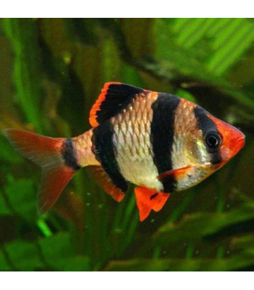Barbo Rubi | Comprar barbos | Acuario Plantado
