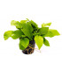 Anubia barteri nana golden | Plantas de acuario| Acuario Plantado