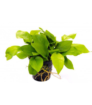 Anubia barteri nana golden | Plantas de acuario| Acuario Plantado