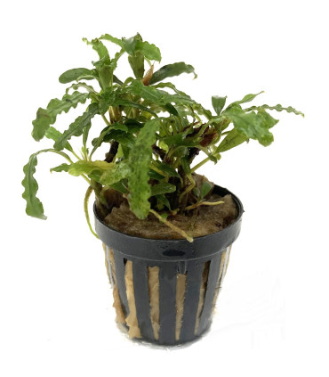 Plantas de acuario | Bucephalandra Belindae