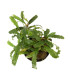 Plantas de acuario | Bucephalandra Belindae
