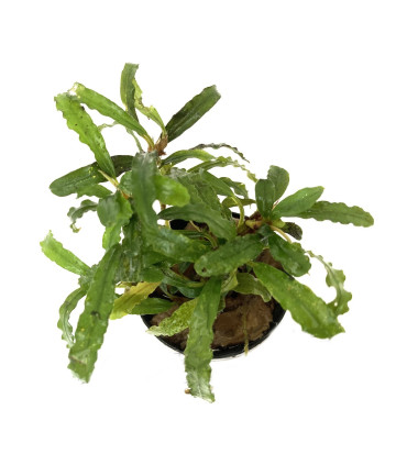 Plantas de acuario | Bucephalandra Belindae