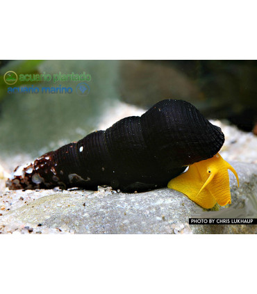 Caracoles acuario conejo naranja