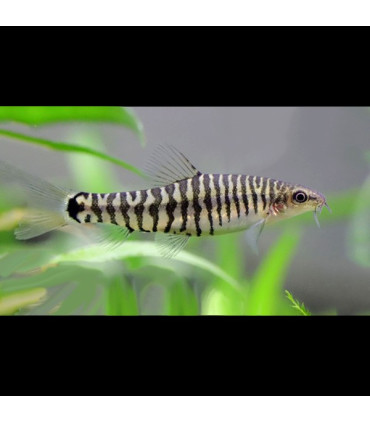 Pez de acuario Botía Striata