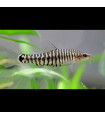 Tigre Anão Botia