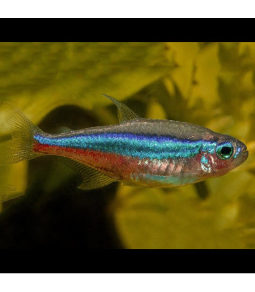 Pez de acuario Tetra Neon Innesi azul