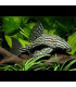 Hypancistrus Inspector | Comprar Hypancistrus Inspector | Acuario Plantado