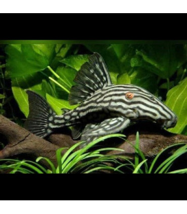 Hypancistrus Inspector | Comprar Hypancistrus Inspector | Acuario Plantado