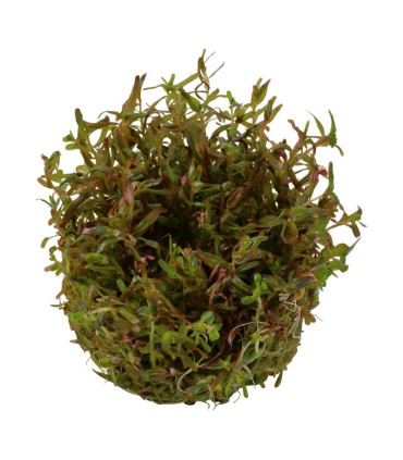 Rotala macandra | Plantas de Acuario Tropica | Acuario Plantado