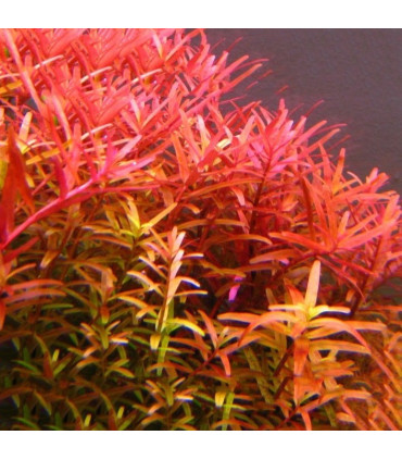 Rotala macandra | Plantas de Acuario Tropica | Acuario Plantado