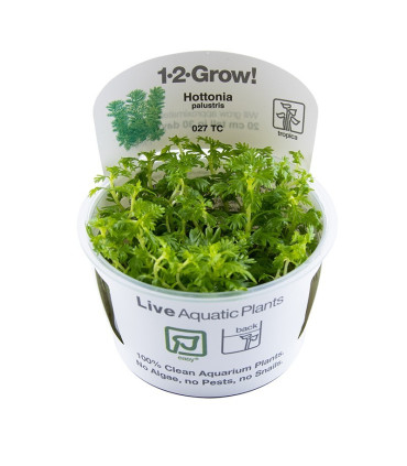 Hottonia Palustris | Plantas de Acuario Tropica | Acuario Plantado