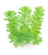 Rotala green | Plantas de Acuario Tropica | Acuario Plantado