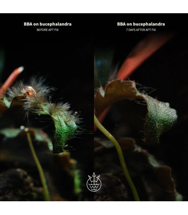 Antialgas 2HR Fix | Antialgas de acuario | Acuario Plantado