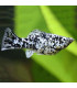Pez de acuario Molly Balon