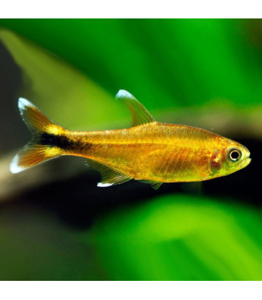 Pez de acuario Tetra Neon Negro