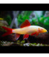 Locha Kuhli | Comprar Peces acuarioi | Acuario Plantado