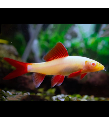 Locha Kuhli | Comprar Peces acuarioi | Acuario Plantado