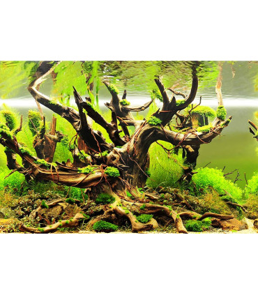 Fondo decorativo acuario azul negro