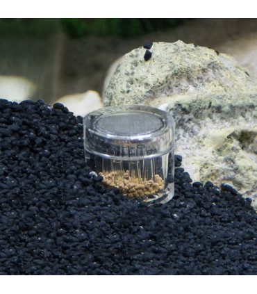 Trampa para Planarias | Hobby Planaria X | Acuario Plantado