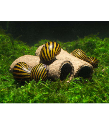 Alimento gambas acuario shirakura ebi dama