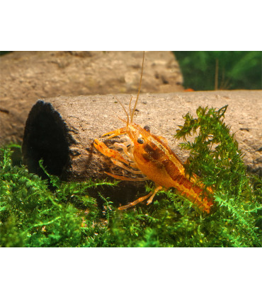 Alimento gambas acuario shirakura ebi dama