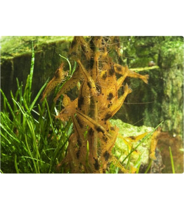 Alimento gambas acuario glasgarten