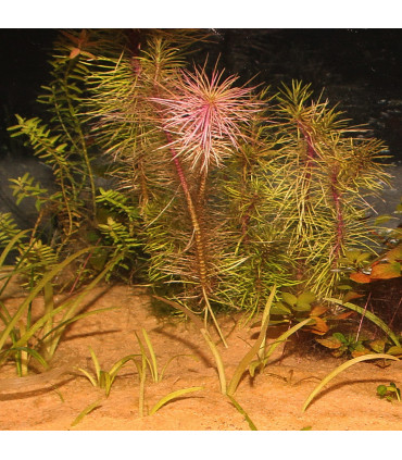 Arena de acuario naranja | JBL Sansibar Orange 5kg | Acuario Plantado