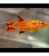 Pez de acuario Botía Payaso