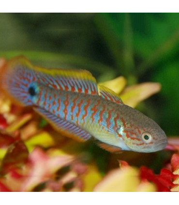 Pez de acuario Botía Payaso