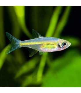 Lote 5x Rasbora Verde Neon Kubotai