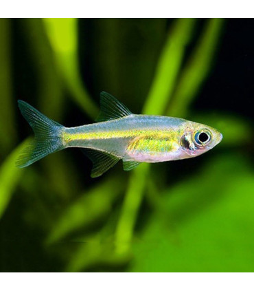 Lote 5x Rasbora Verde Neon Kubotai. Pez de fácil mantenimiento. Puede estar en acuarios pequeños y con peces pacíficos.
