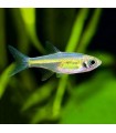 Lote 5x Rasbora Verde Neon Kubotai