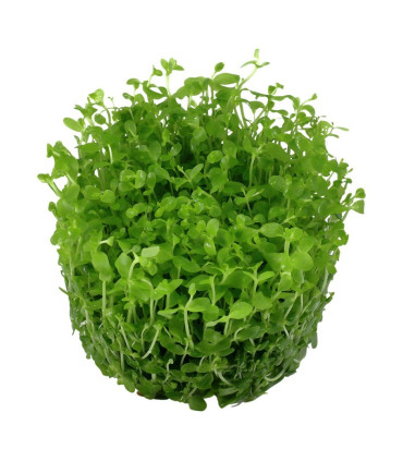 Eleocharis Mini | Plantas de Acuario Tropica | Acuario Plantado