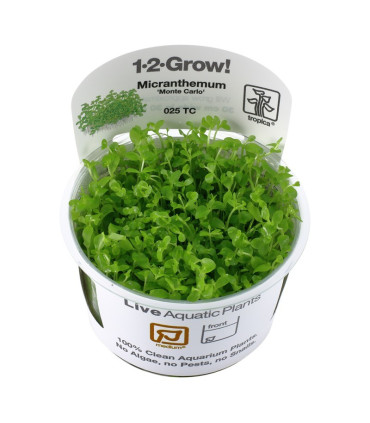 Micranthemum Montecarlo | Plantas de Acuario Tropica | Acuario Plantado