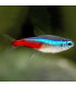 Pez de acuario Tetra Neon Innesi azul