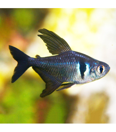 Pez de acuario Tetra Neon Negro