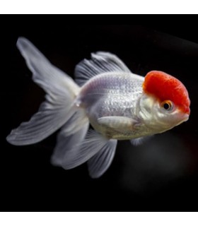 Oranda Boina Vermelha