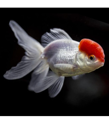 Pez cometa rojo de agua fria | Peces de acuario Goldfish | Acuario Plantado
