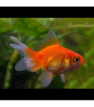 Pez cometa rojo de agua fria | Peces de acuario Goldfish | Acuario Plantado