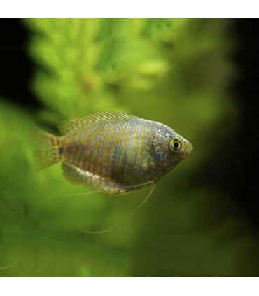 Colisa Azul Cielo | Comprar Colisa | Acuario Plantado