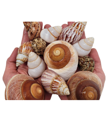 Wio Shell Shelter | Conchas para acuarios | Acuario Plantado