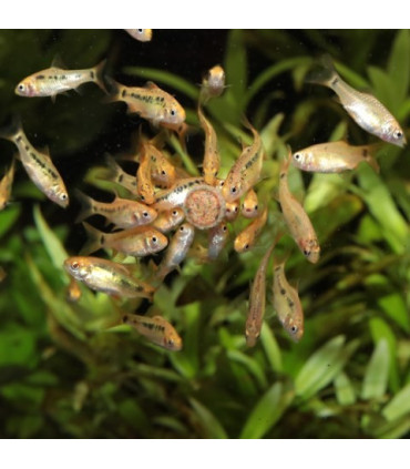 PAstillas para comunitario | JBL Pronovobel 250 | Acuario Plantado