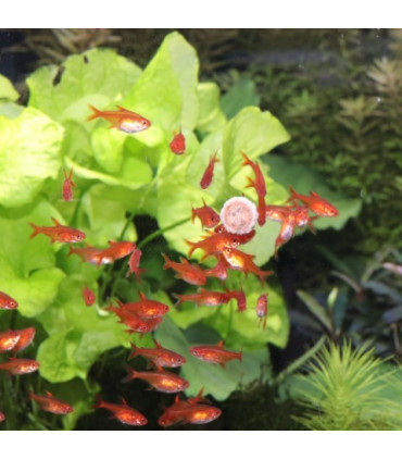 PAstillas para comunitario | JBL Pronovobel 250 | Acuario Plantado