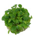 Hygrophila Araguaia | Plantas de Acuario Tropica | Acuario Plantado